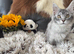Exceptional Maine coons ready now