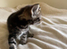 Beautiful striped tabby female kitten – available to reserve