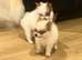 Pomeranian puppy’s