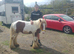 Skewbald colt