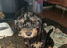 Beautiful Cockerpoo X Poodle puppies
