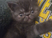 Beautiful Persian exotics