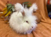 Angora doe