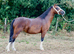 Registered Section A Filly