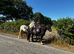 Daisy! 12.3hh 9 year old RIDE AND DRIVE
