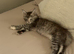 Female main coon kitten