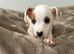 Pure bread jack Russell male.