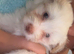 Maltapoo 3 left!