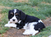 Beautiful Cockerlierpoo puppies for sale