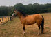 Beautiful buckskin filly