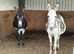 2 jennys possibly in foal