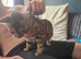 Female bengal