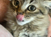 Ragdoll x Siberian kittys 16 weeks