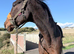 Gorgeous bay looking for loan