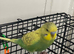 Beautiful Hand Tamed Budgie