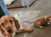 5 month old cocker spaniel