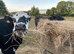 Very friendly Cookie the cow