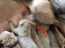 Beautiful KC registered Weimaraner Puppies. Hip Scored Parents. Champion bloodlines.Sire Show Weimaraner of the year 2025.