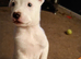 Akita cross bull terrier puppies