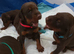 Dobermann puppies