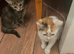 Mixed breed kittens