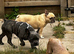 6,5 month blue brindle frenchie boy kc reg