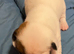 Springer spaniel x Paterdale puppies