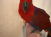 10 month old female Electus