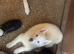 Huskyx