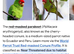 Cherry headed conure