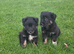 Golden shepherd puppies