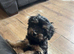 Make Yorkiepoo puppym