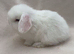 Beautiful mini lop babies