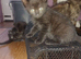 Maine coon cross