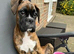 Boxer Puppy Looking for her forever home