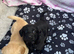 Pomeranian puppys