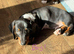 4 male dachshund puppies for sale