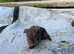 6 baby sows
