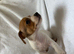 Jack Russell puppies