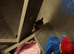 Male sugar glider for sale