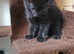 3 beautiful kitten
