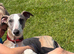 Male whippet