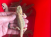Baby bearded dragons ready
