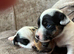 Beautiful Jack Russell puppies