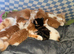 Beautiful Ginger Kittens Looking for Loving Homes