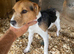 Ernie gorgeous 2 year old Jack Russell boy