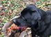 KC working Labrador Retriever Puppies