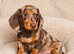 Gorgeous miniature dachshund puppies