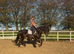 16.2 13year old riding school cob