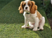 Cavalier King Charles Spaniel!